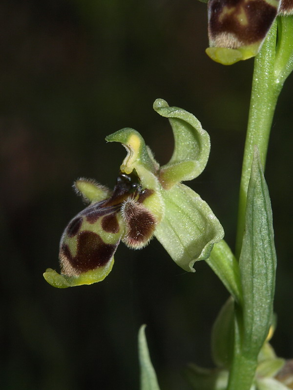 Ophrys conradiae - (2 parte)